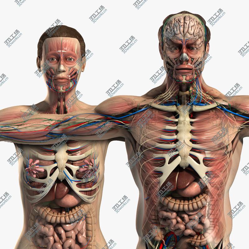 images/goods_img/20210113/Male and Female Anatomy Complete Pack (Textured)/1.jpg